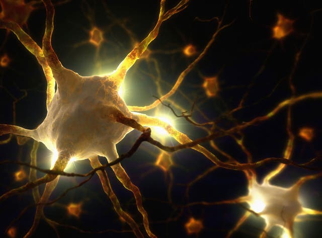 'Pain in a dish': Scientists create living model of human nerve cells