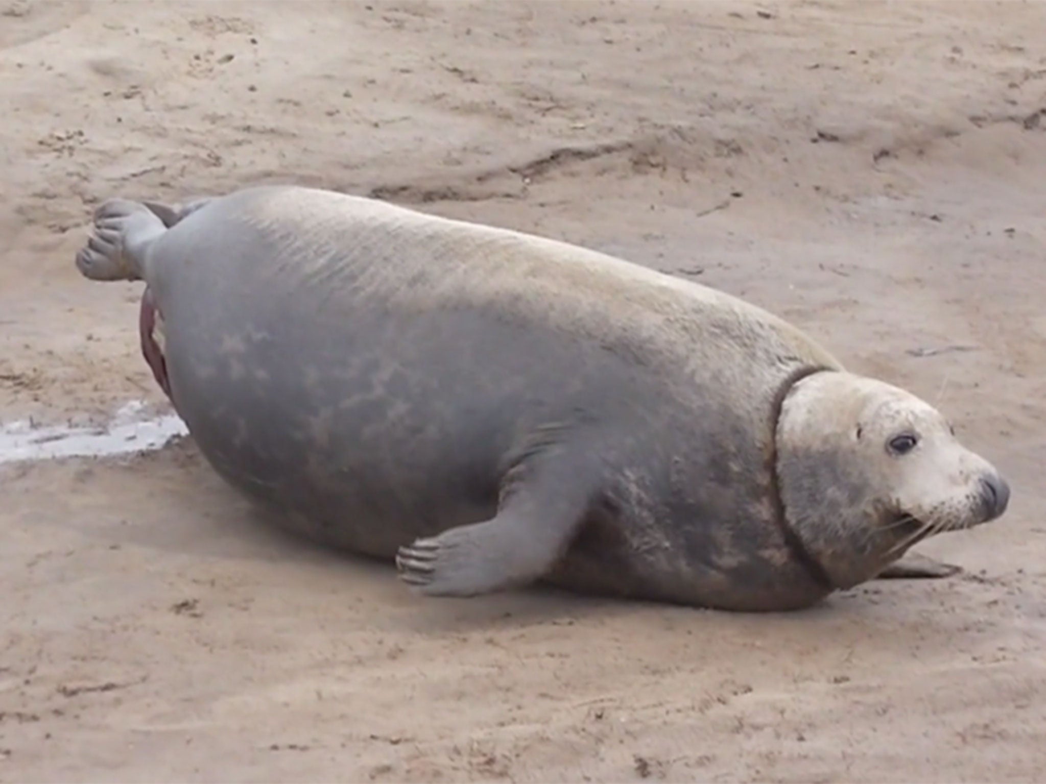 Watch a grey seal give birth on Lincolnshire beach | The Independent | The  Independent