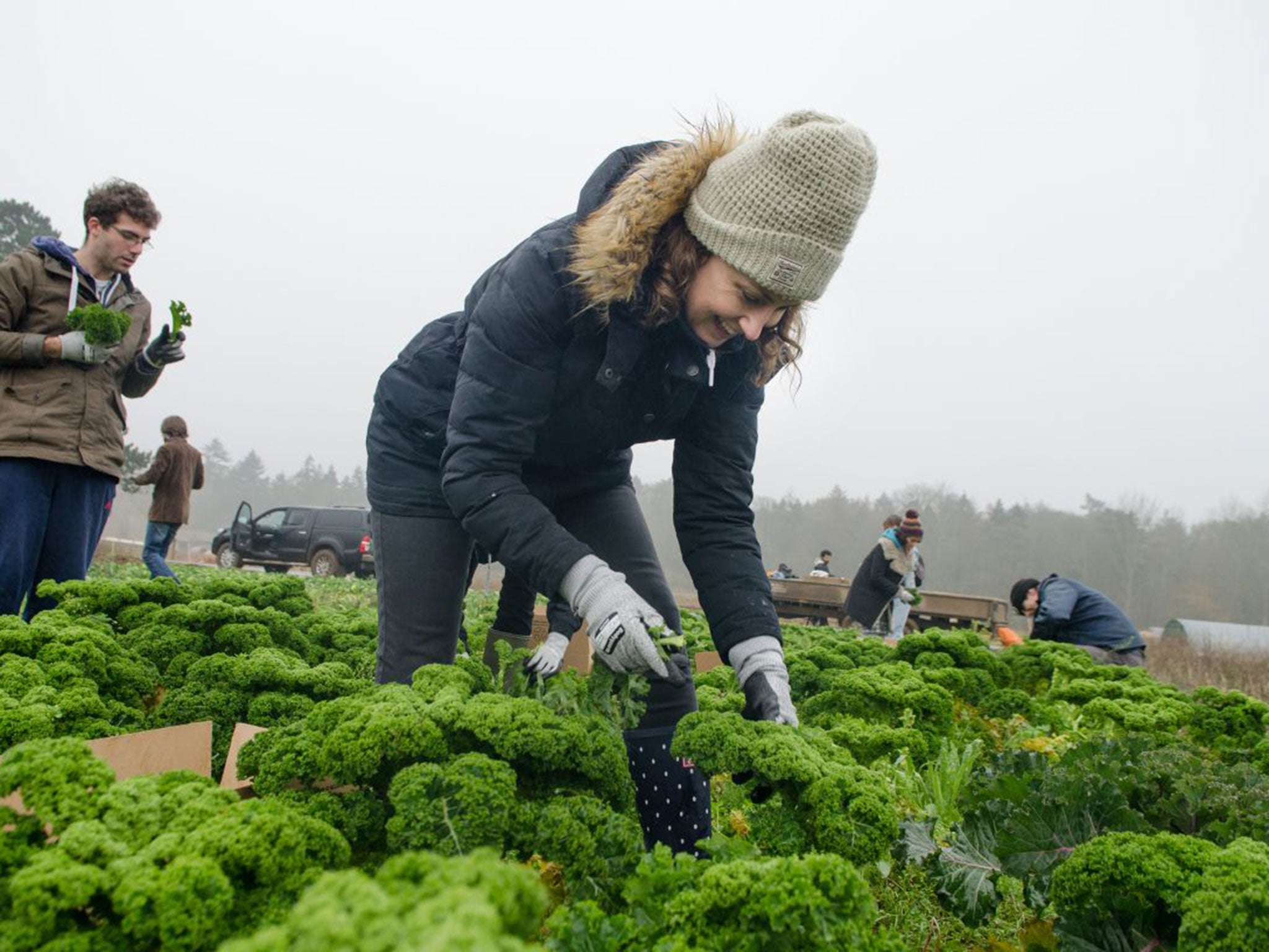 The writer joins volunteer gleaners on a farm in Norfolk, managed by Joe Rolfe