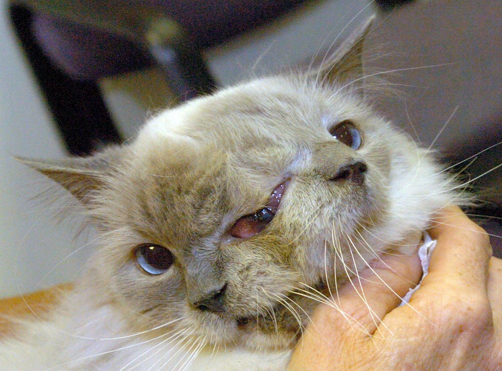 This undated photo shows the two faced cat named Frank and Louie, who died at the age of 15 on Thursday, Dec. 4, 2014