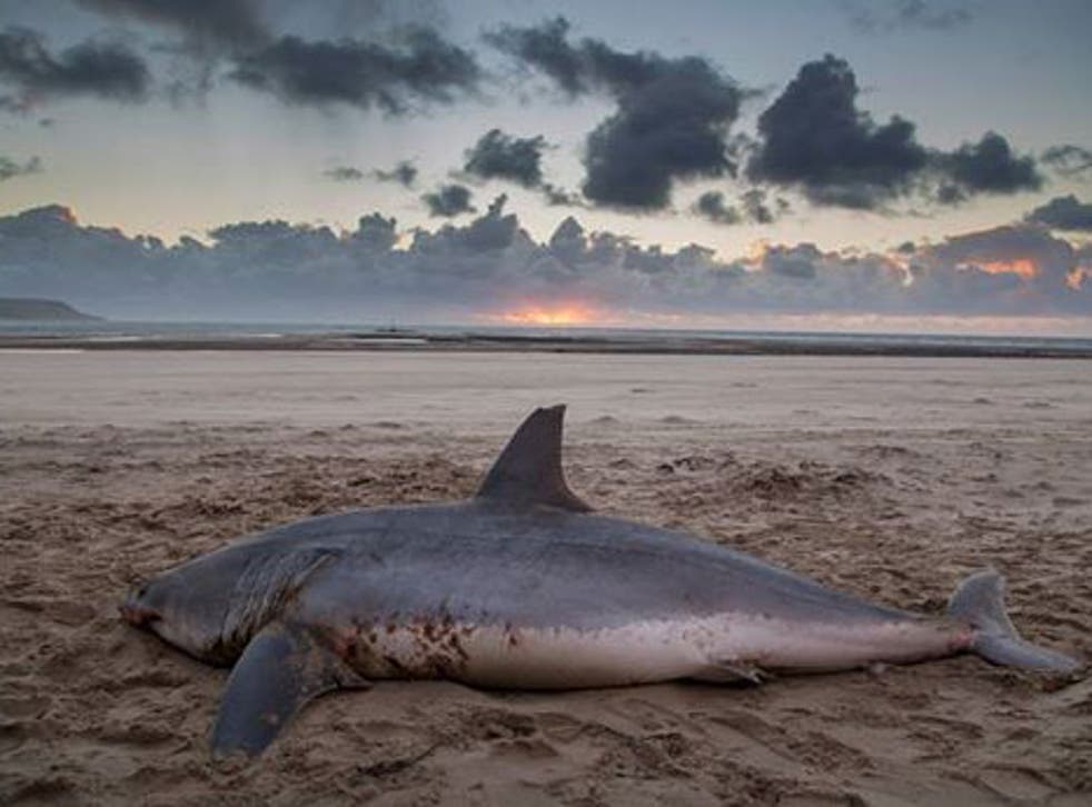 The Mako shark lay dead on the Welsh beach on Friday 5 December 2014