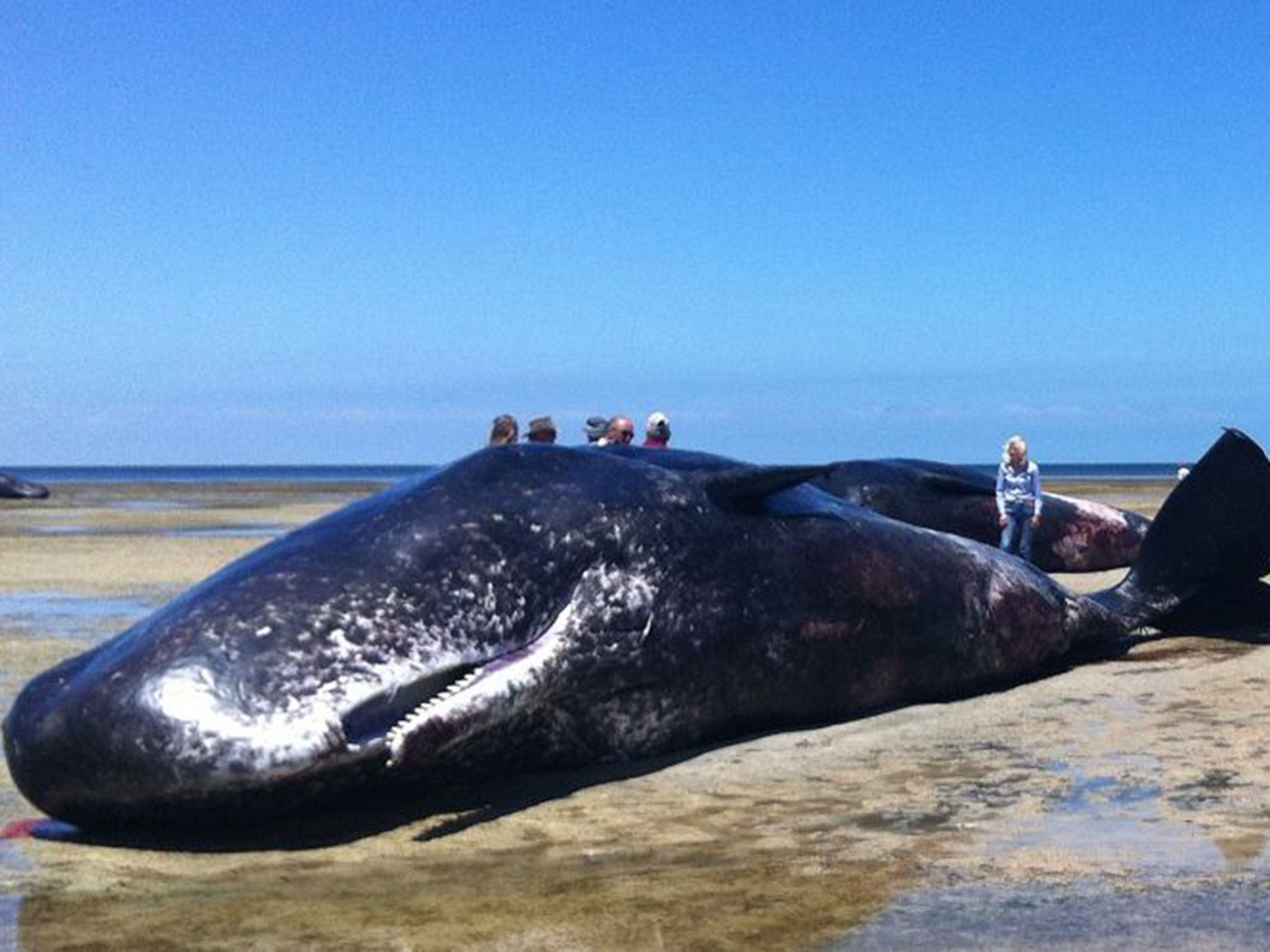 Hundreds of Whales Die in Mass Stranding in Australia, Smart News