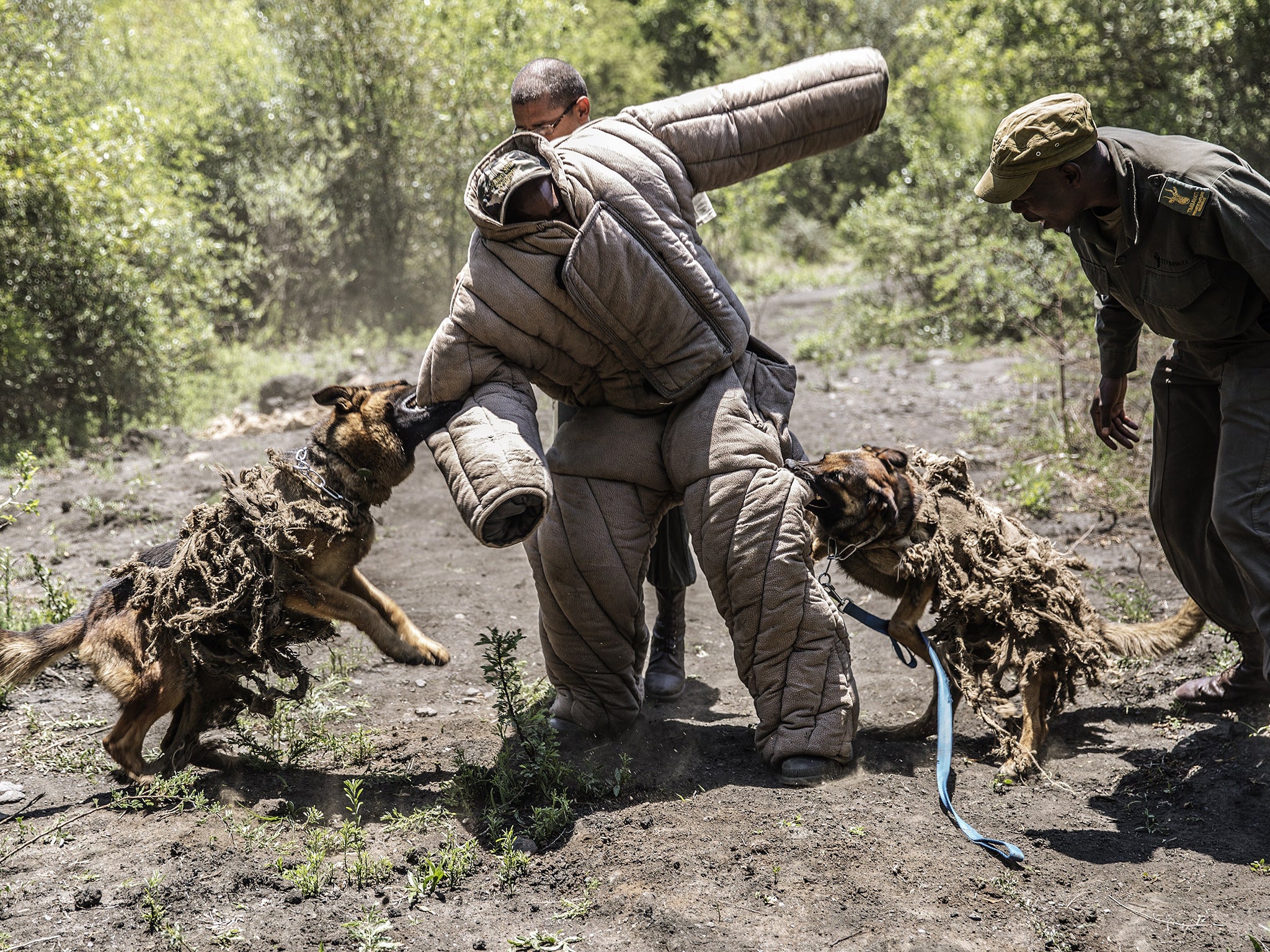 Ranger trainees and trainee dogs simulate an ambush against rhino poachers at the Paramount Group Anti-Poaching training and K9 (canine) academy on November 26, 2014 in Magaliesberg, South Africa.