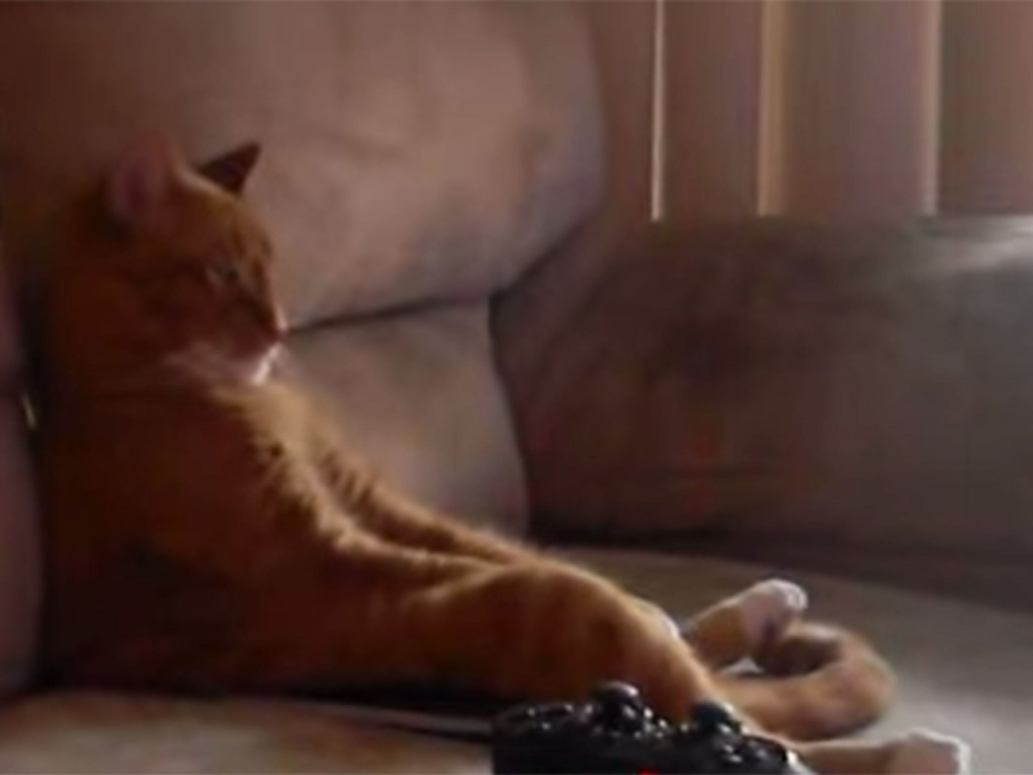 Funny Cat Videos TV