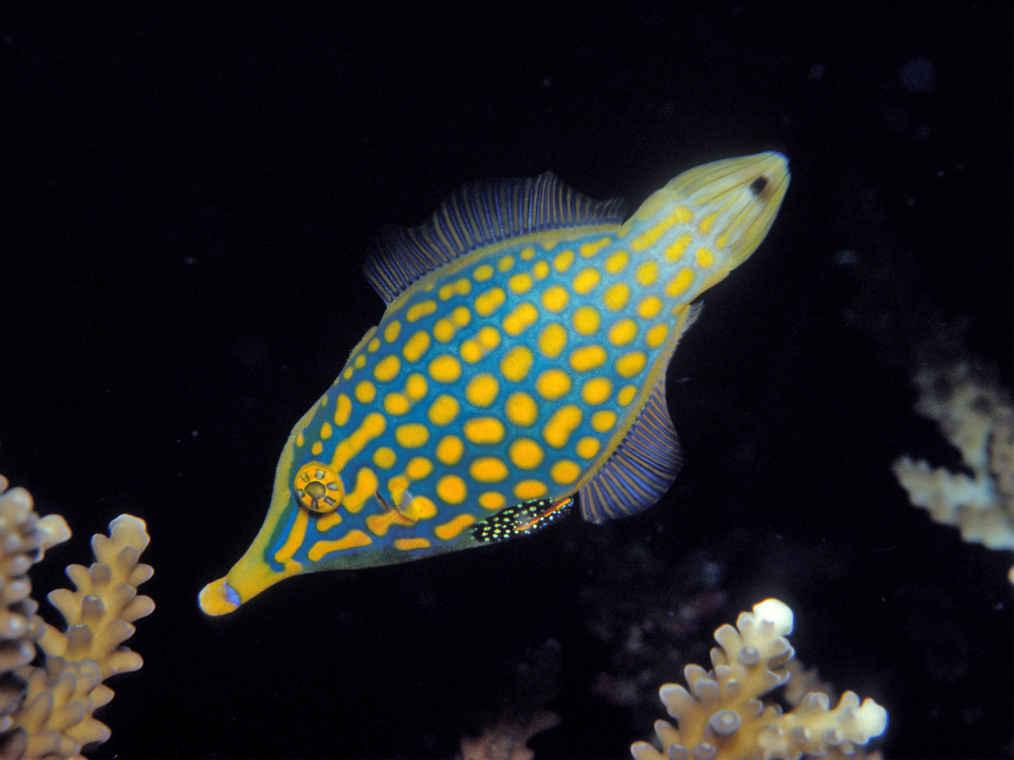 The harlequin filefish uses the previously little-known tactic of 'nasal camouflage' to avoid predators