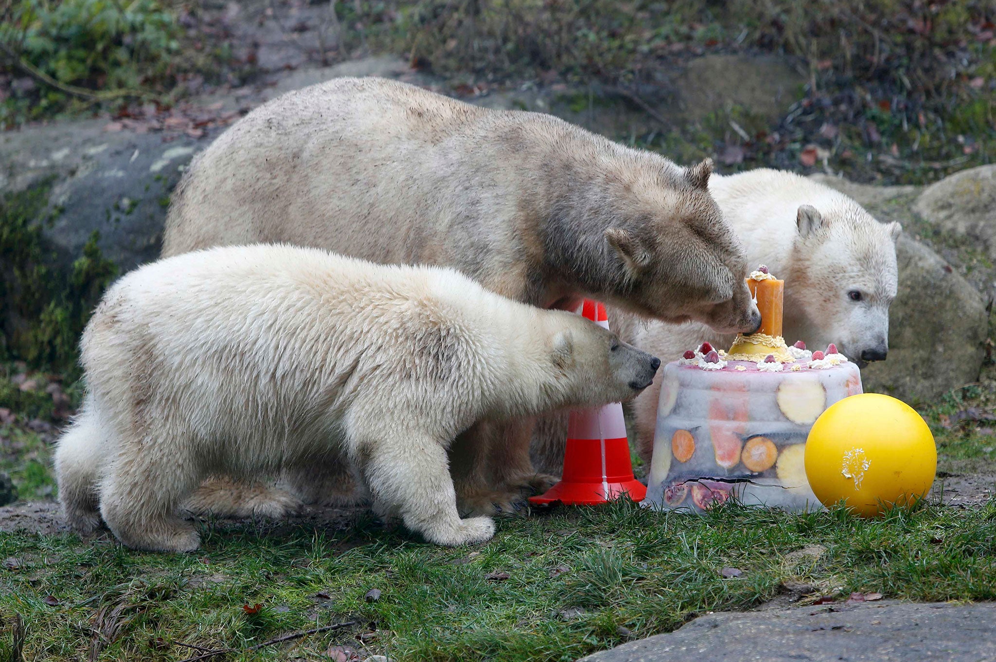 Polar bear Giovanna and her twin polar bears Nela and Nobby eat an ice cake with fresh fruit and cream to celebrate the cub's first birthday