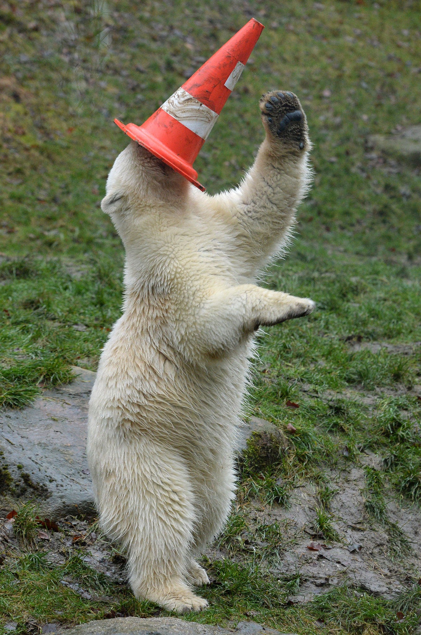 One year old polar bear Nobby plays with a traffic cone - a birthday gift - during his birthday party at the polar bears' outdoor enclosure at the Hellabrunn zoo in Munich