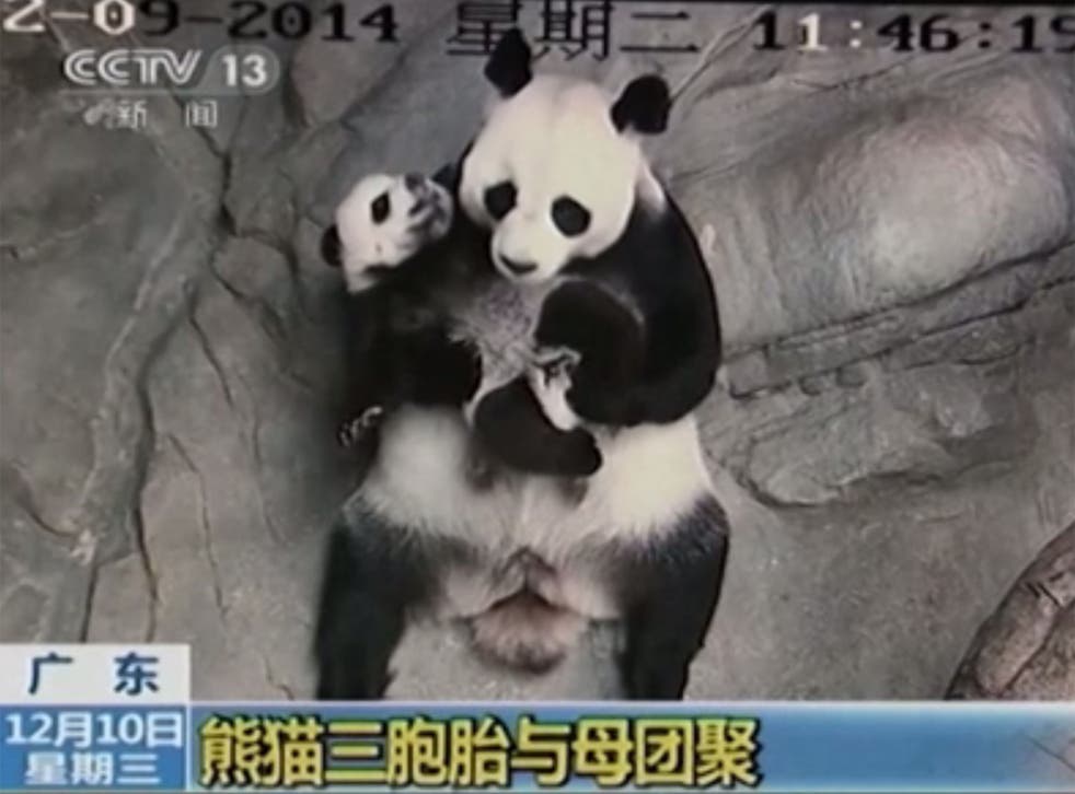 Giant panda triplets meet their mother for first time.