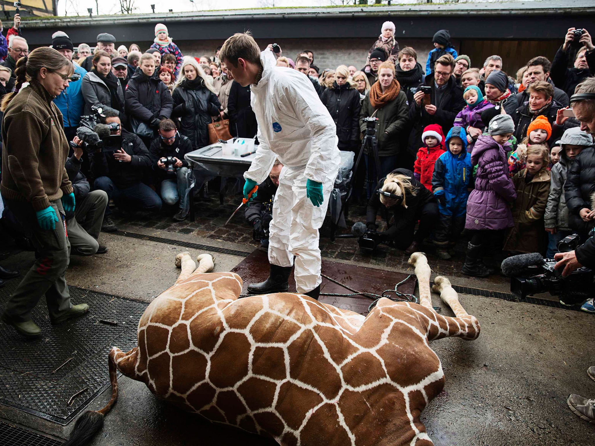 People look on as a veterinarian prepares to dismember a giraffe named Marius after it was killed at Copenhagen Zoo