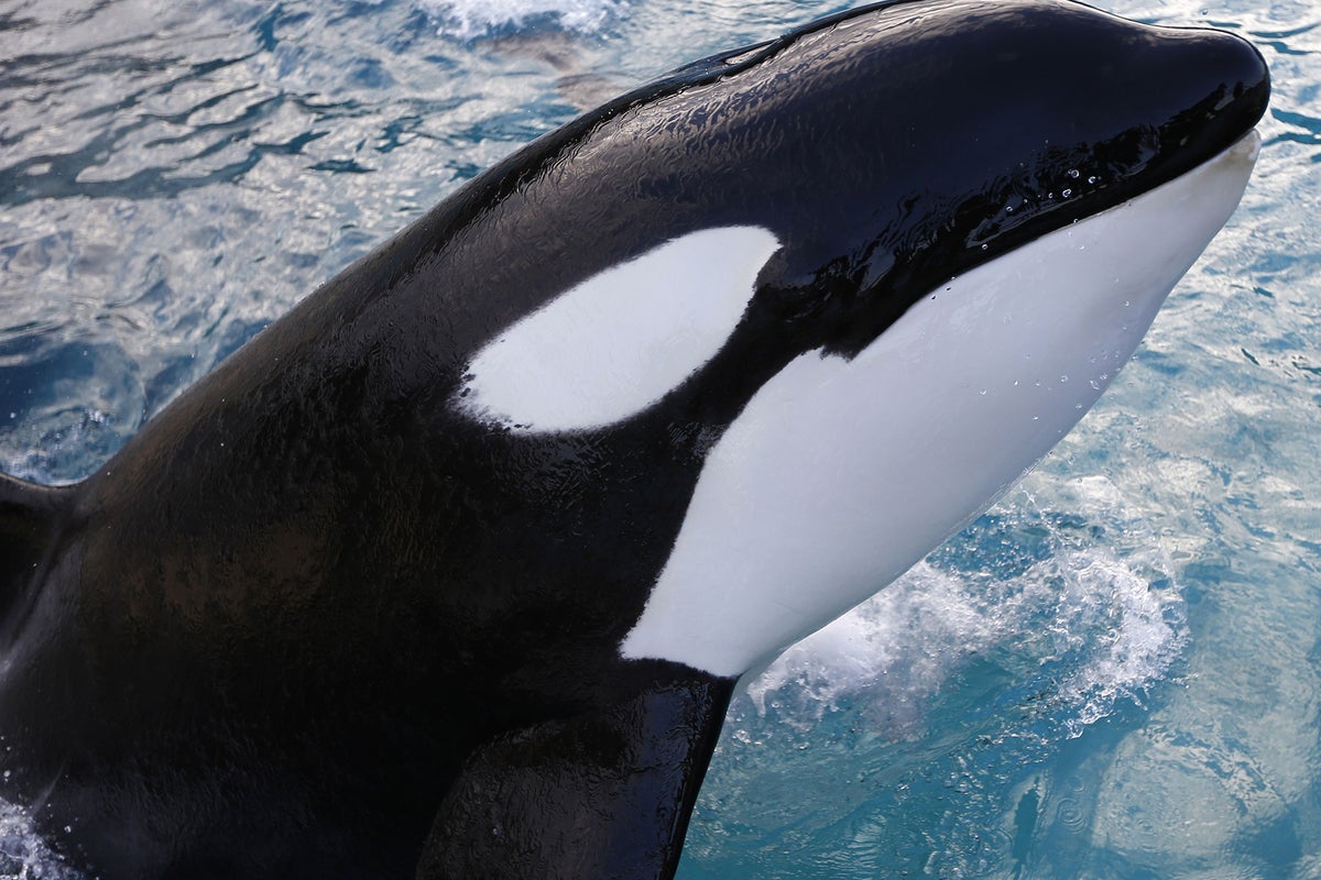 10 animal rights victories of 2014 | The Independent | The Independent