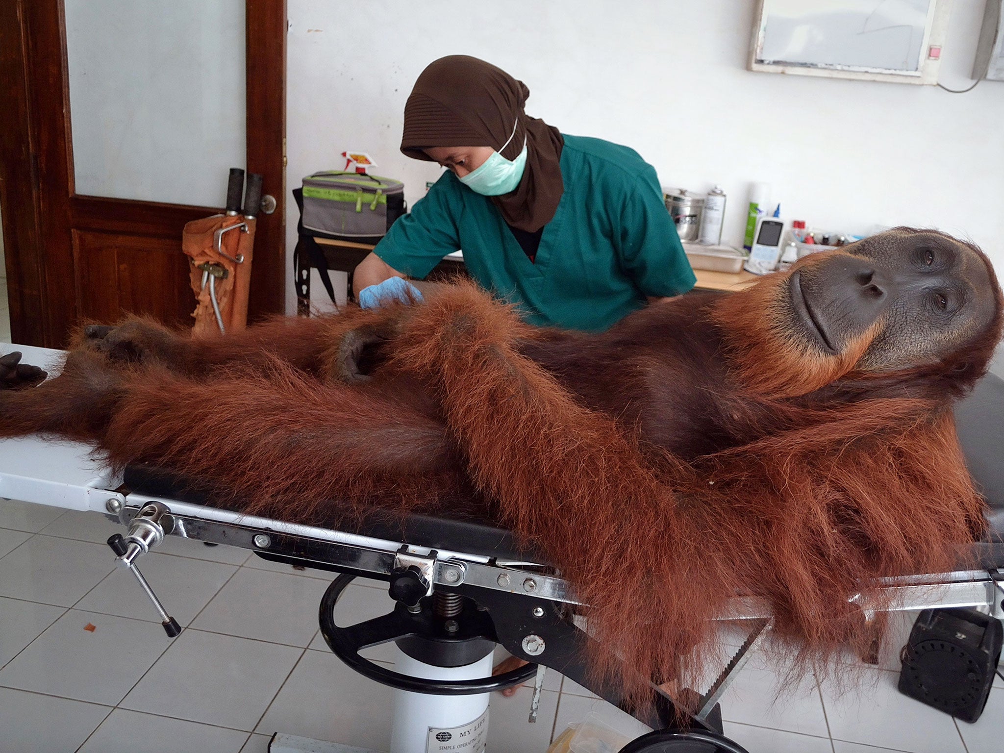 A veterinary staff member conducts medical examinations on a 14-year-old male orangutan