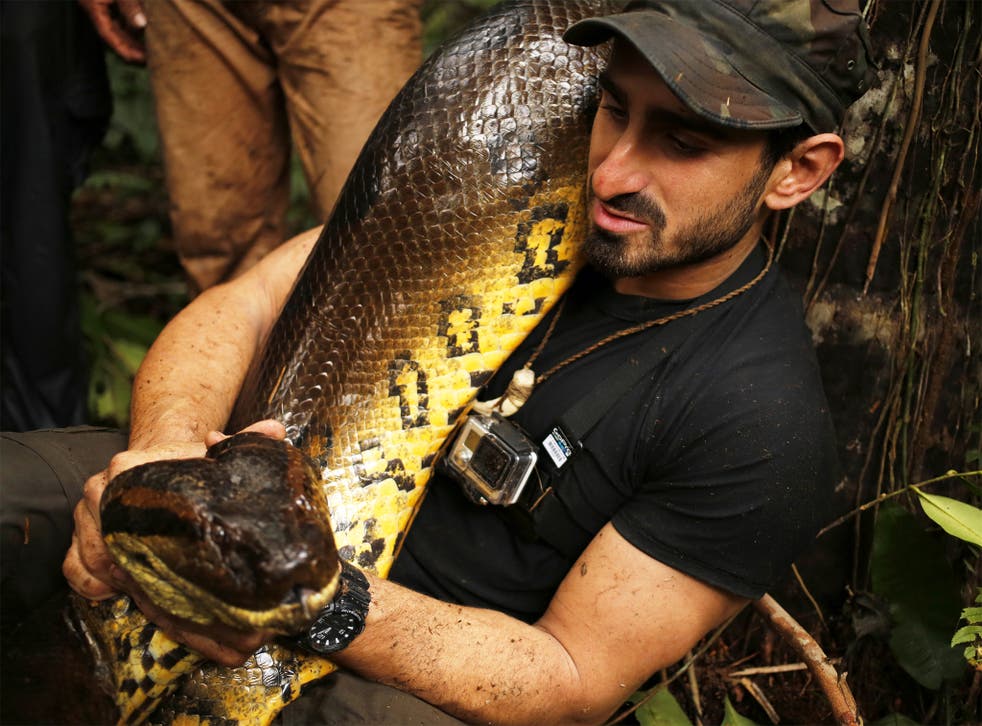 Long lunch: Paul Rosolie with another anaconda before his stunt