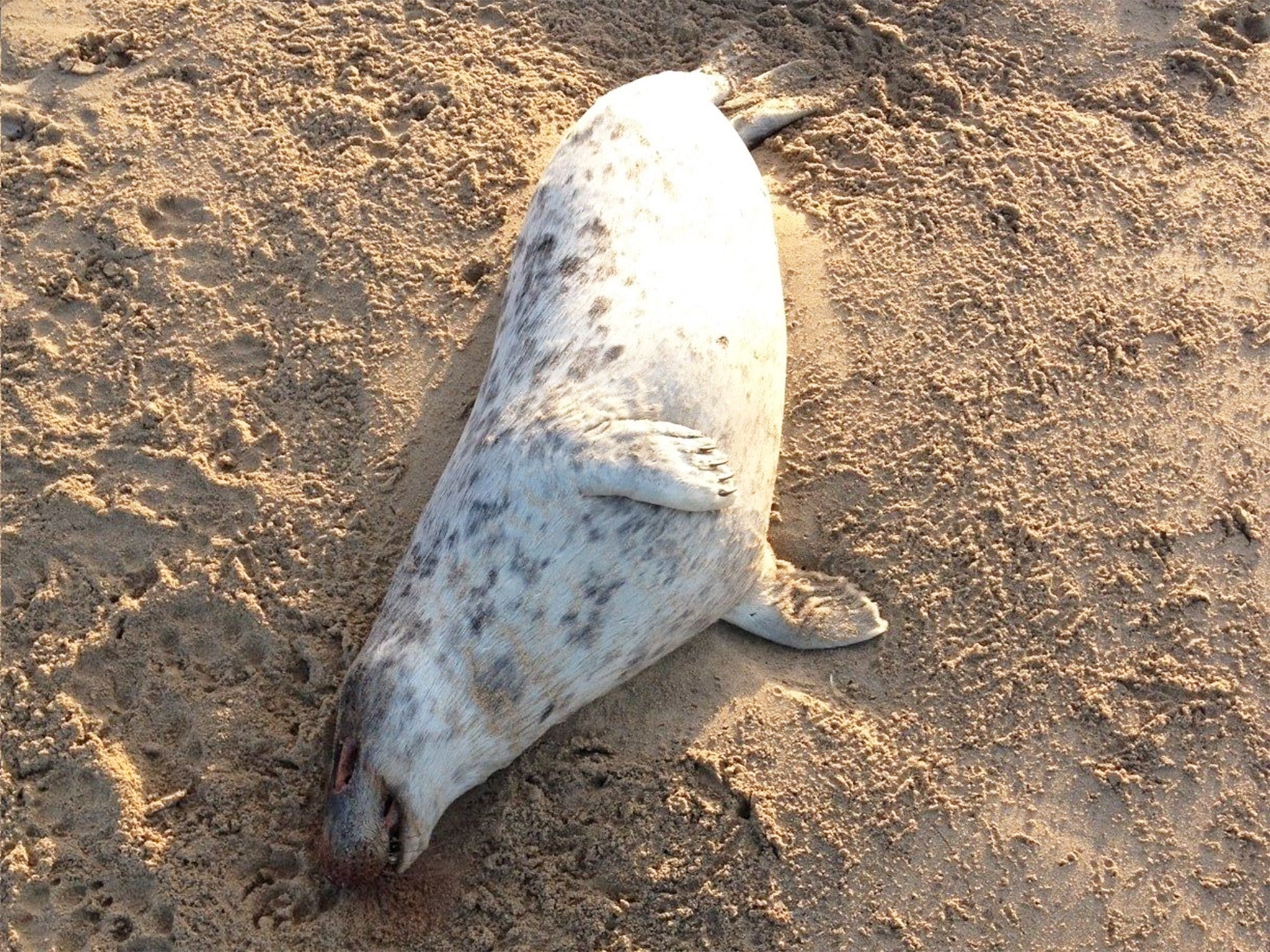 A dead seal on Gwithian beach, Cornwall