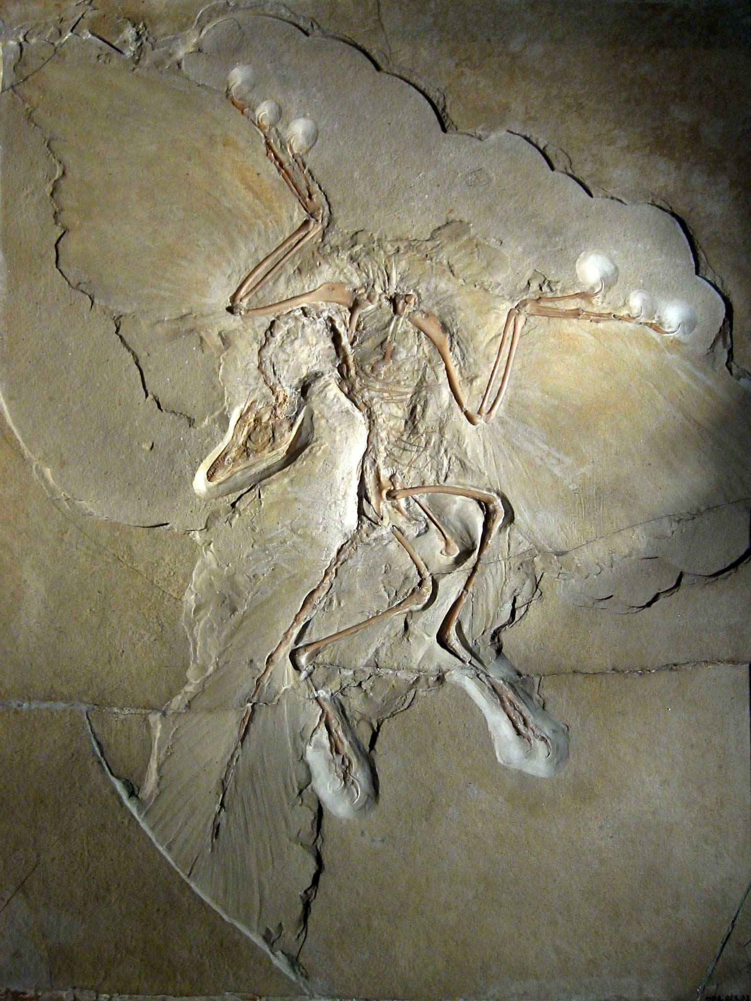 The original Archaeopteryx lithographica specimen displayed at the Museum für Naturkunde in Berlin