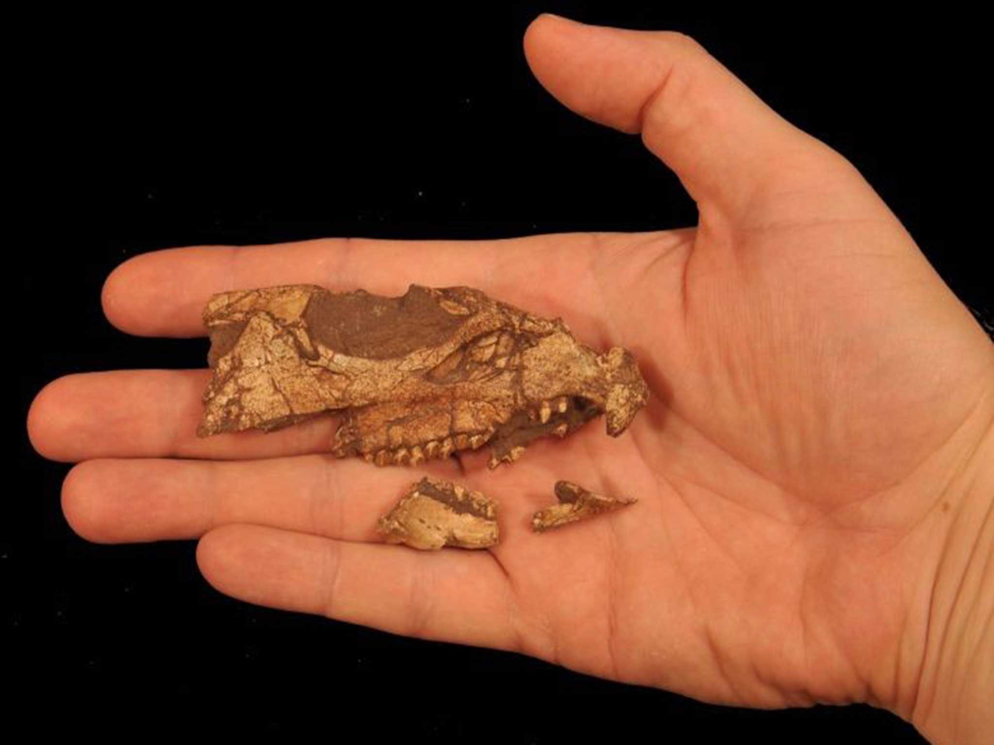 A fossil skull of Aquilops americanus