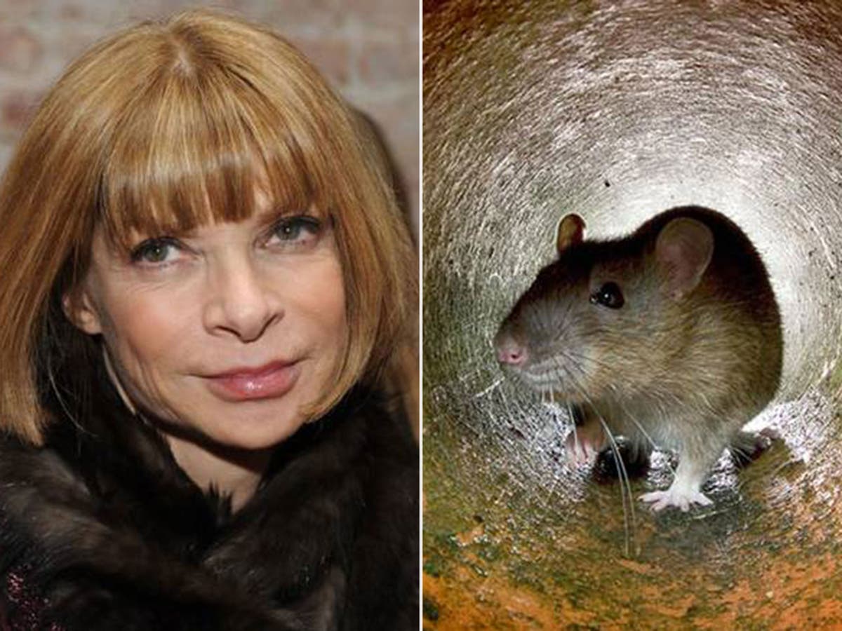 Conde Nast's rat problem at One World Trade Centre: From red carpets to ...