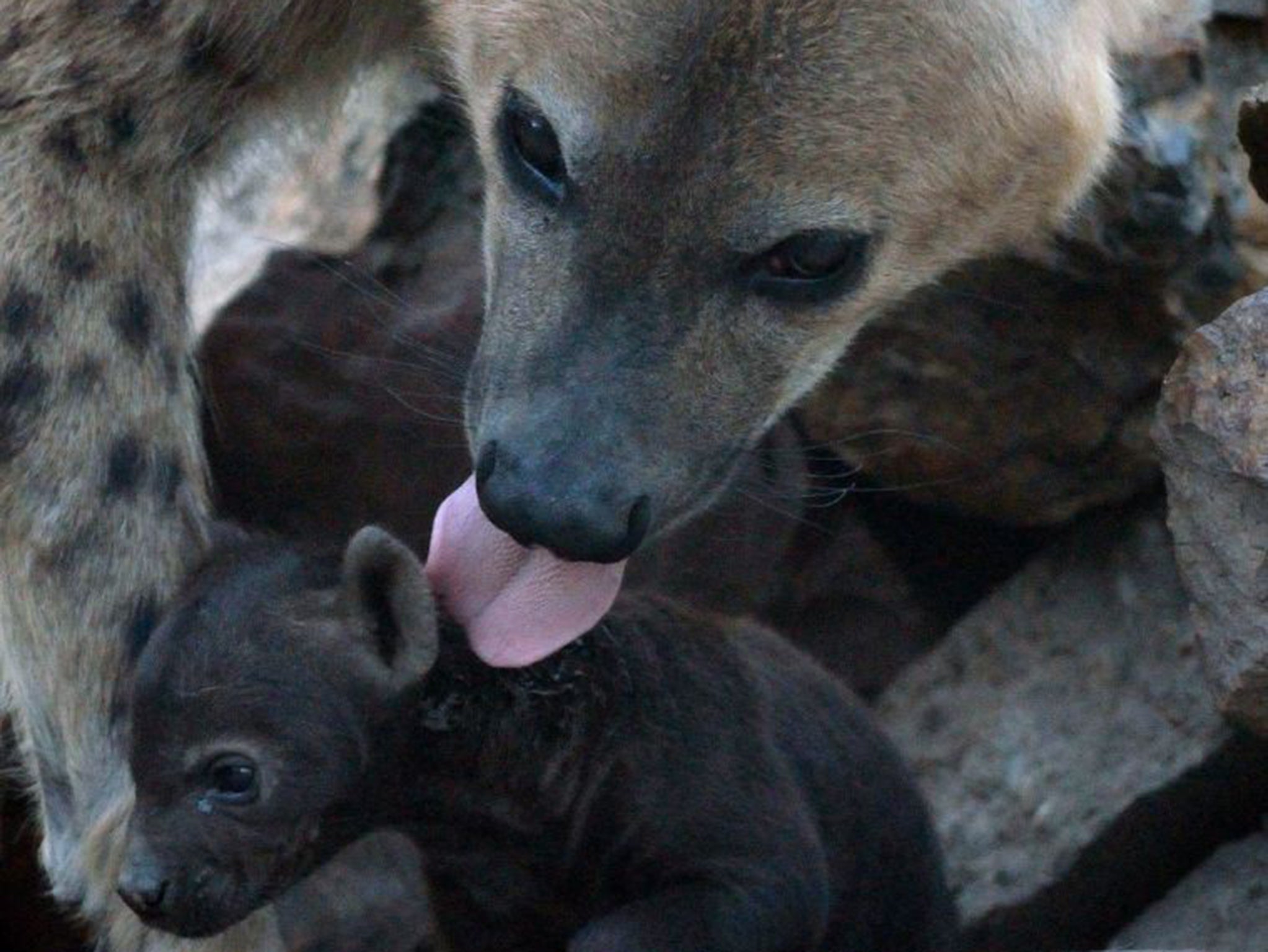 Mark Jones believes hyenas to be very social, caring and attractive animals