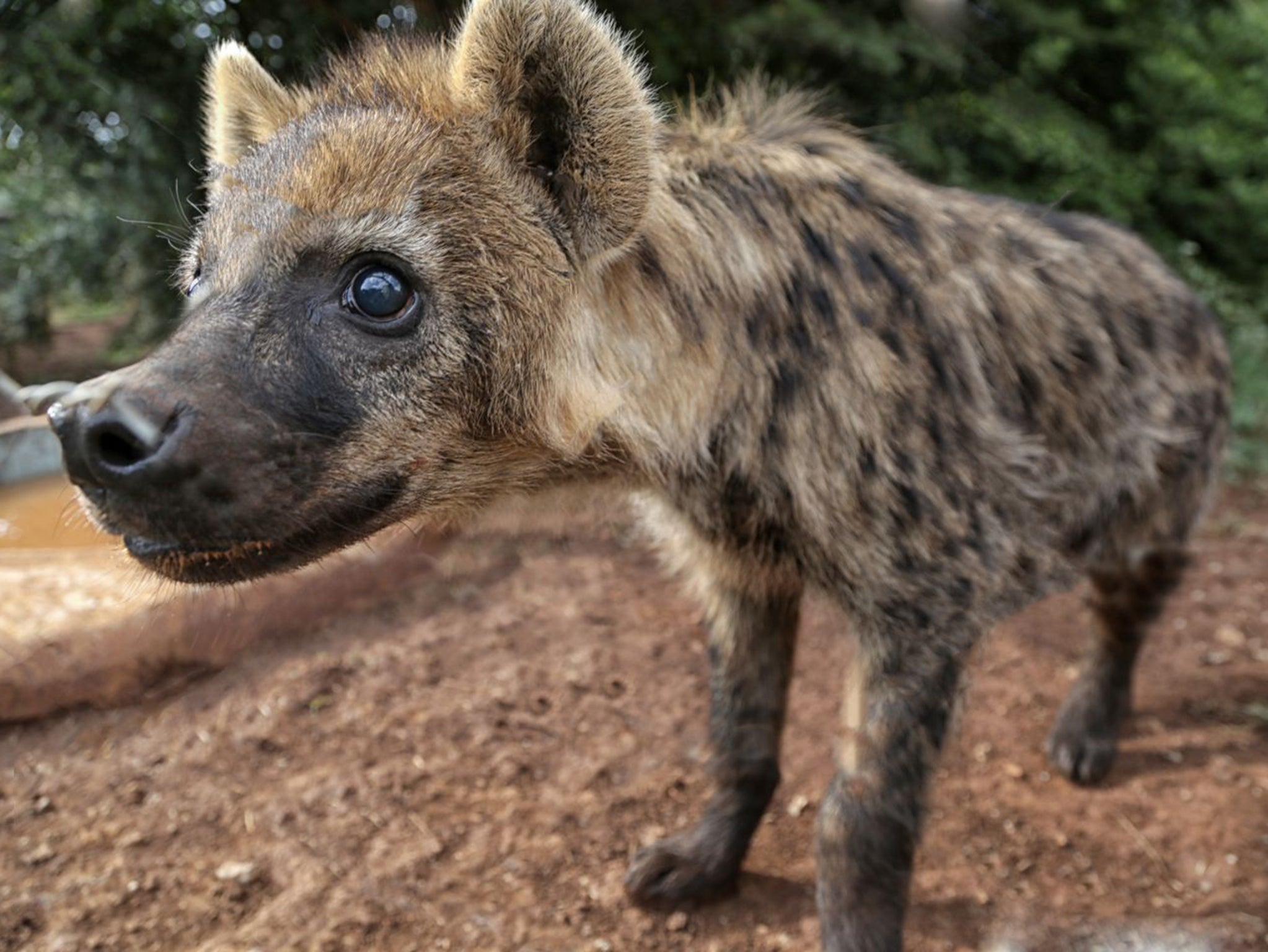 Hyenas have been maligned for millennia – from the days of antiquity when they were despised as grave robbers