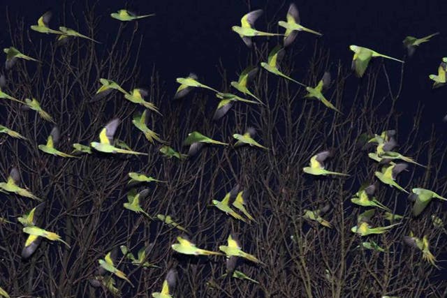 Tropic thunder: scores of parakeets fly into the capital