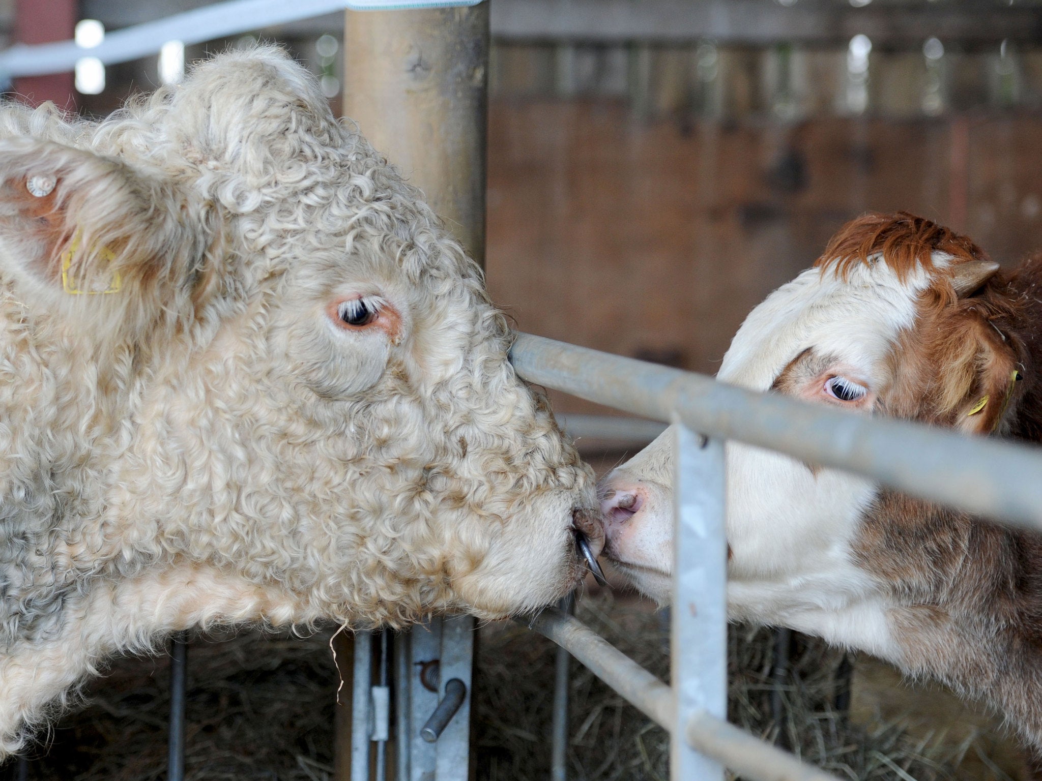 Benjy the gay bull has found love with a young bullock named Alex at his new home