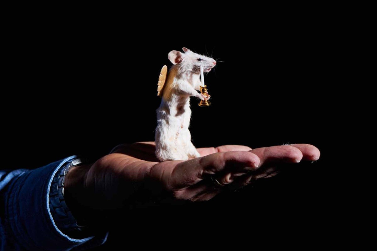 Stuff your own Christmas mouse ornament: An evening class in taxidermy ...