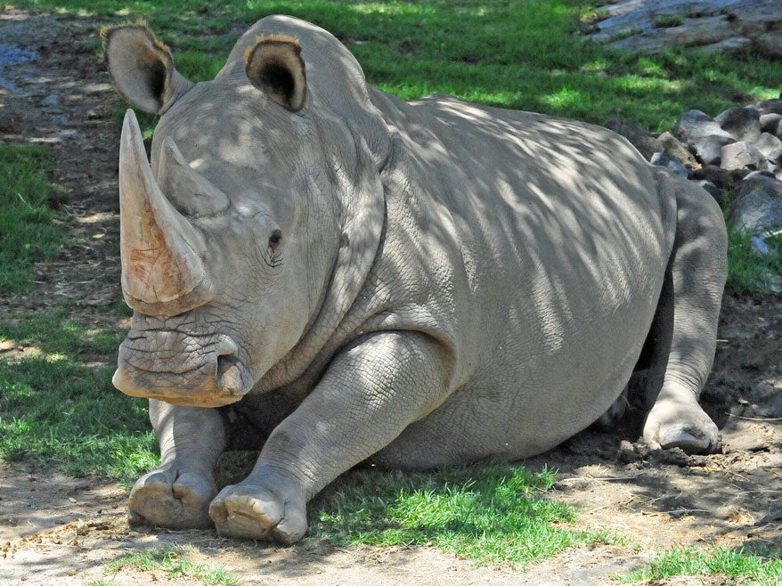 Angalifu the northern white rhino died aged 44 on 14 December 2014