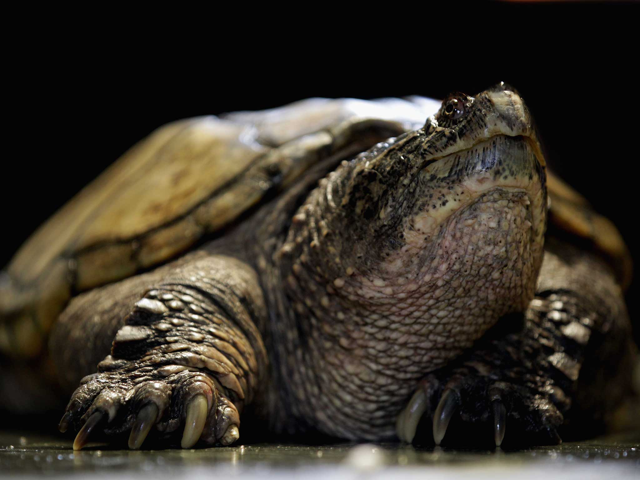 Could the snapping turtle become endangered?