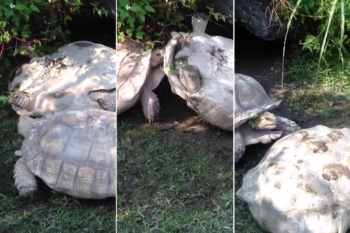 Tortoise saves the day in heart-warming video | The Independent | The ...