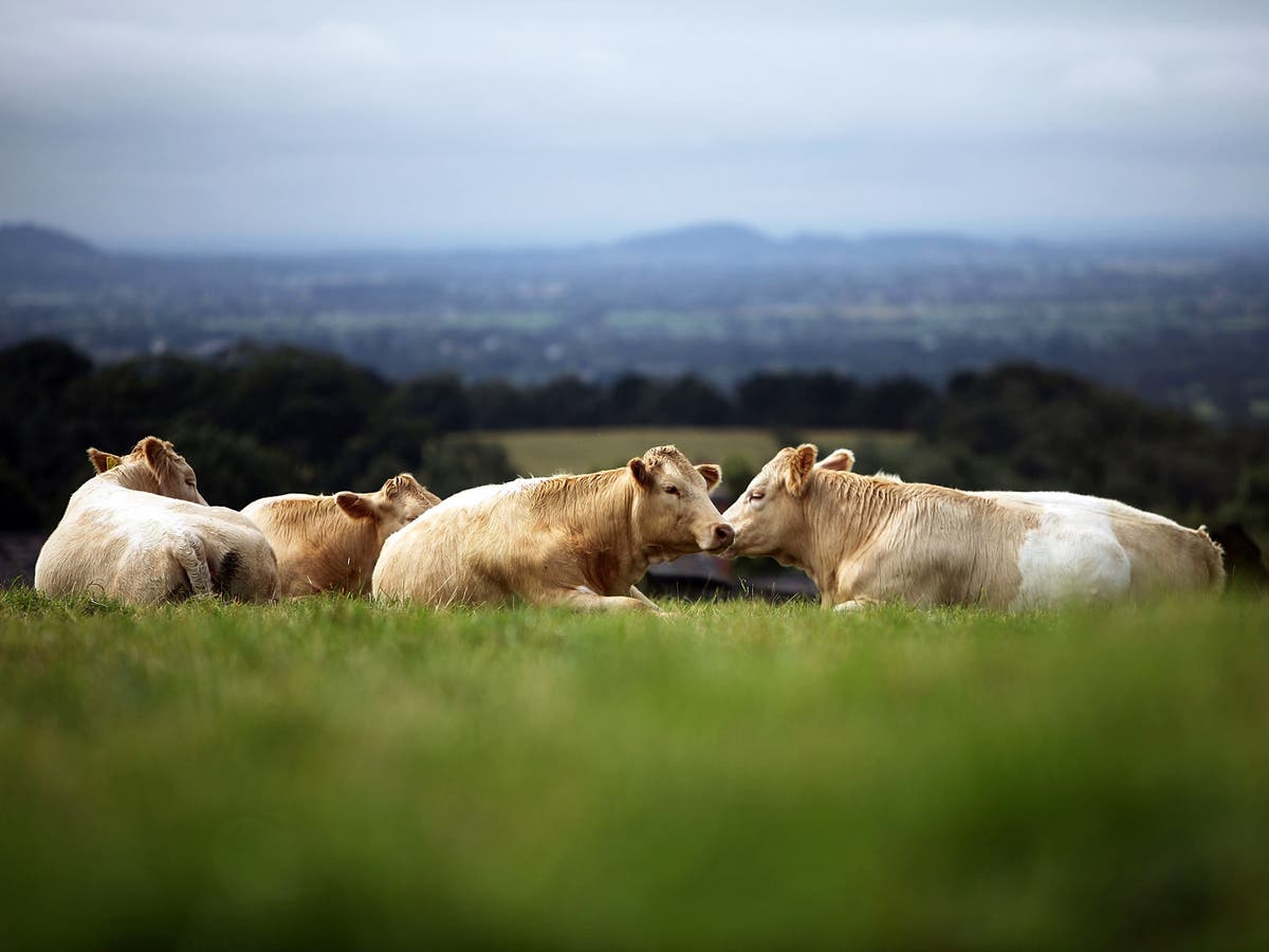Researchers have deciphered the noises that cows make The Independent