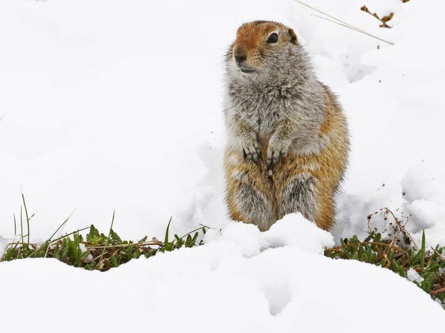 Male Arctic ground squirrels may loaf around in the sun, while the females rush around to get food