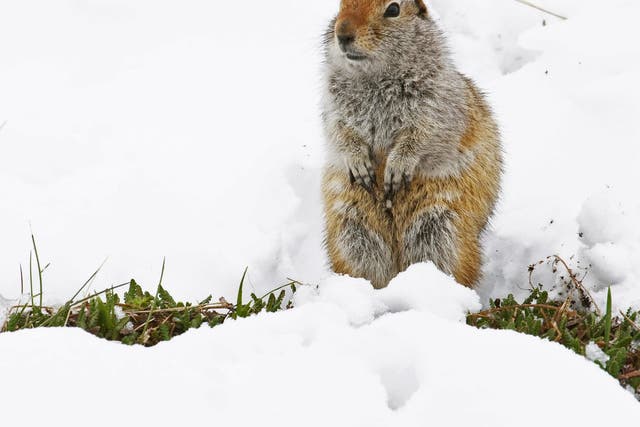 Male Arctic ground squirrels may loaf around in the sun, while the females rush around to get food