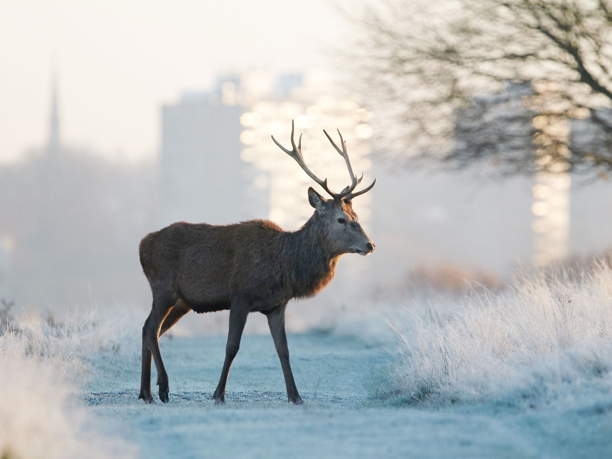 A deer stands in frost covered grass in Richmond Park, south west London