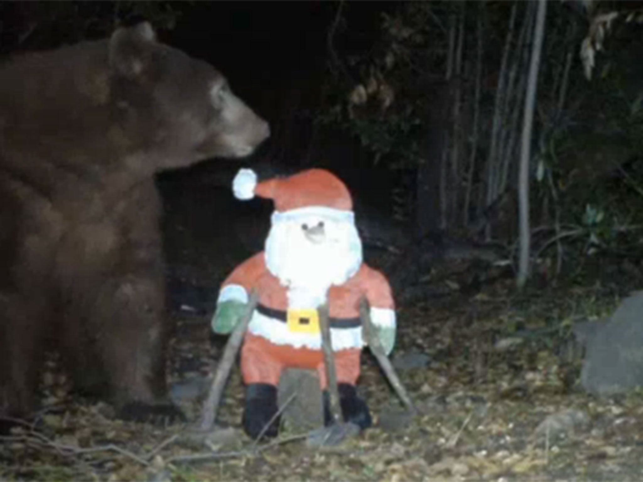 Brown bear attacks Santa Claus.