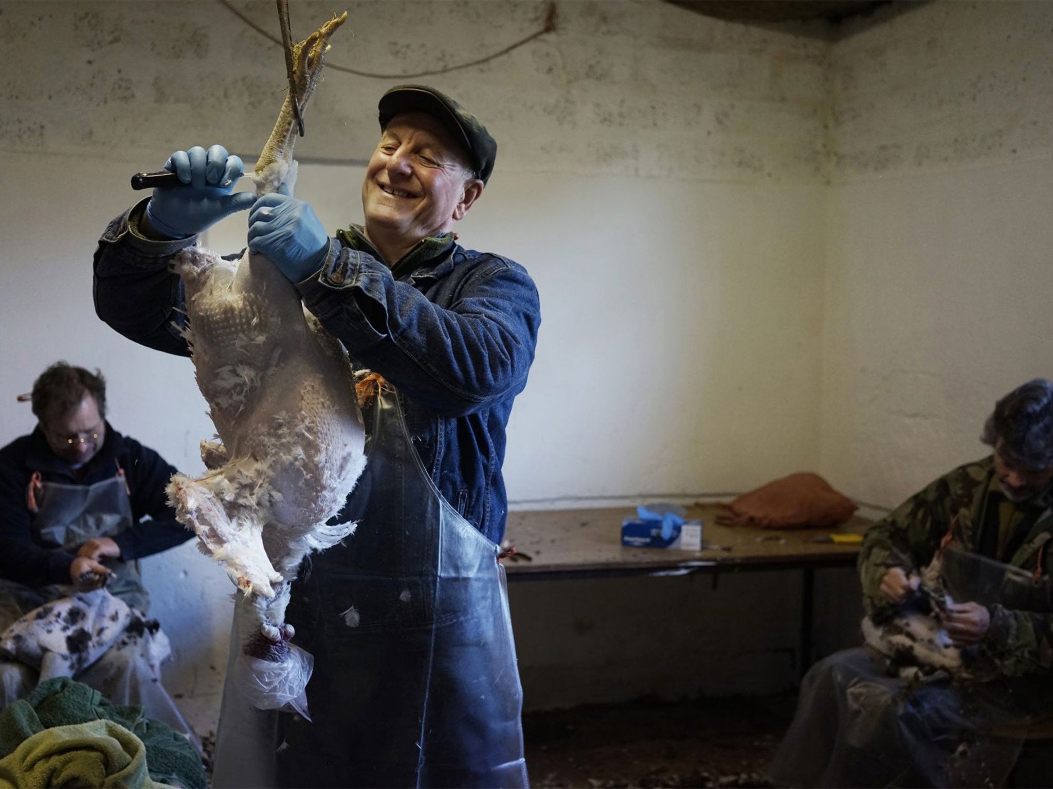 Ian Murray relieves a turkey of its feathers during the annual plucking week at Fenton Farm in Holcombe Rogus, Devon