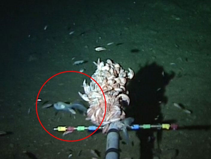 The deepest fish filmed as scientists discovered several new species on their trip to the Mariana Trench in the Pacific. 
