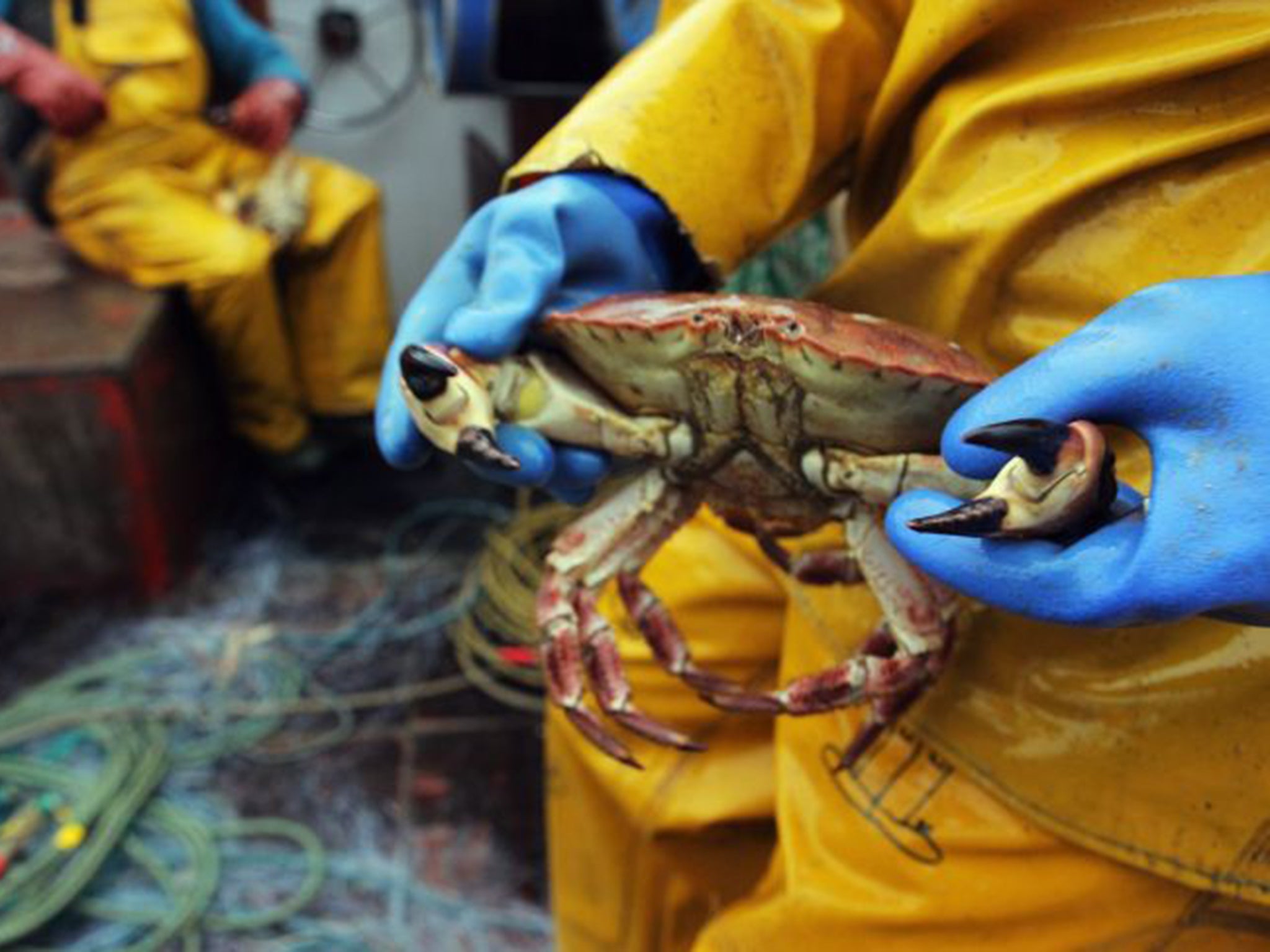 Fare trade: a Cornish crab (Getty)