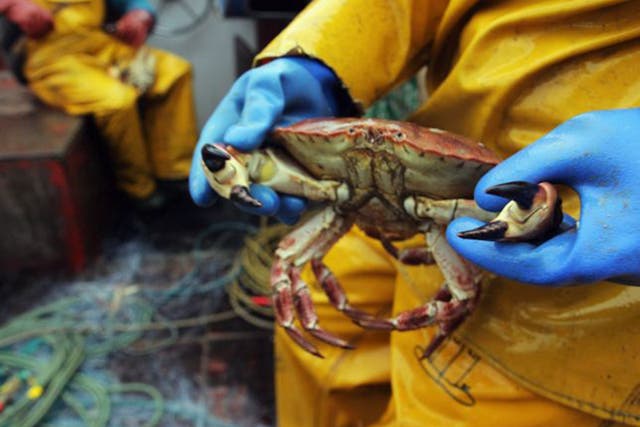 Fare trade: a Cornish crab (Getty)