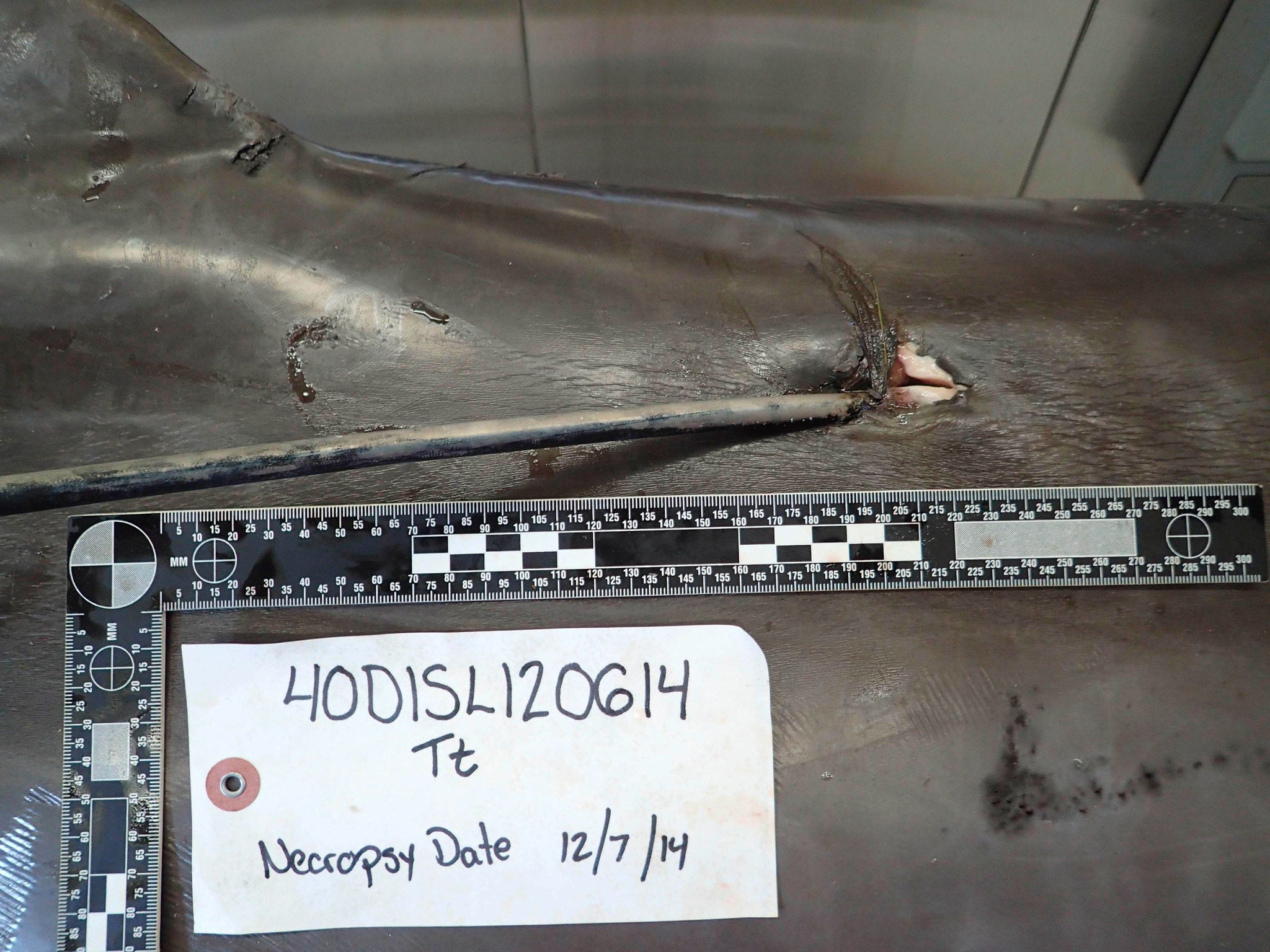 Close up wound of a dolphin killed with a hunting arrow in Orange Beach, Alabama