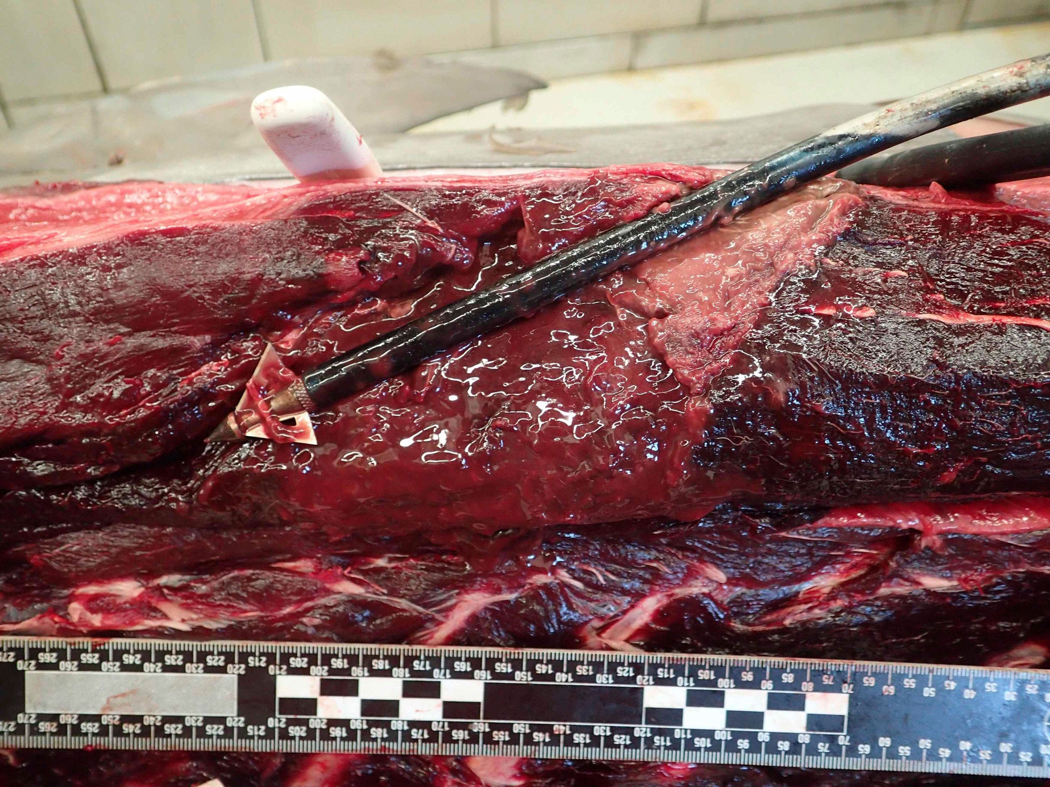 A wound dissection of a dolphin killed with a hunting arrow in Orange Beach, Alabama