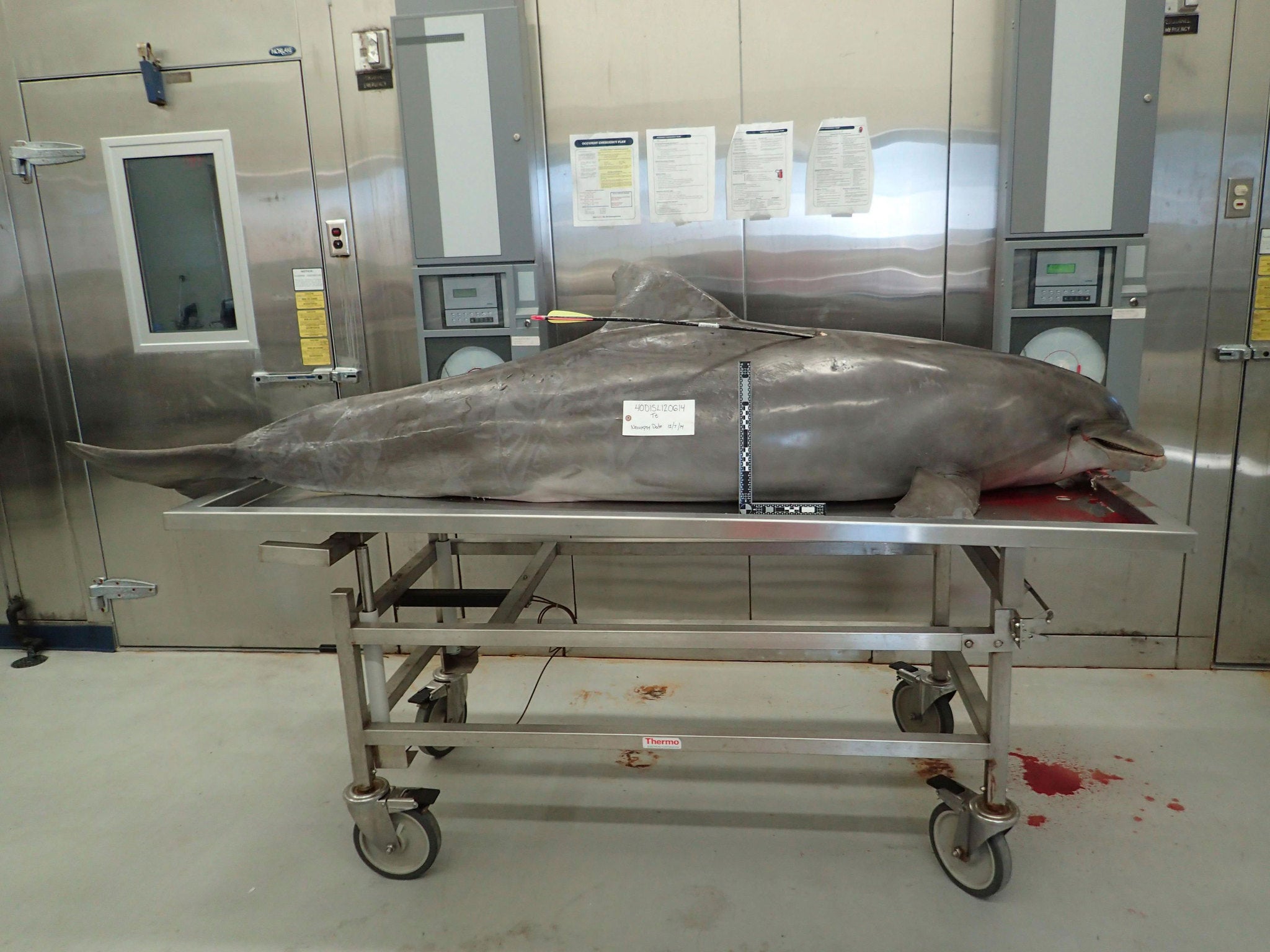 A dolphin killed with a hunting arrow in Orange Beach, Alabama is shown in this National Oceanic and Atmospheric Administration (NOAA) photo
