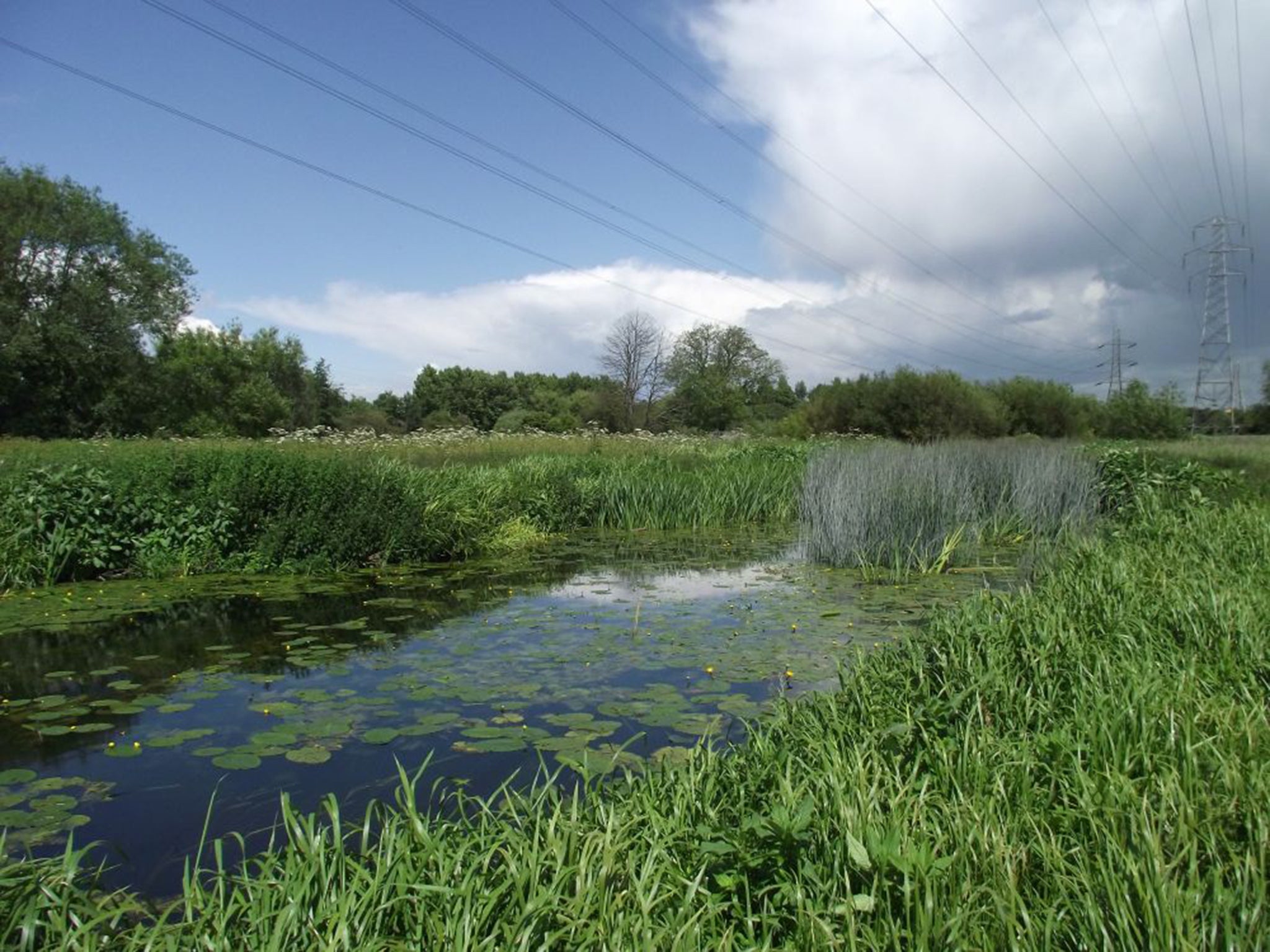 Aylestone Meadows, Leicester. Species such as grass snakes,
otters and badgers have been found at this site. A plan in 2011 to build football pitches here was rejected after a campaign by local residents and groups