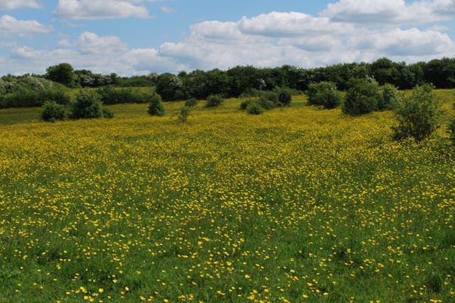 Langdon Meadows, Essex. Bumblebees, butterflies, orchids,
bats and songbirds share these pastures. Plans for a 725-home development on the site near Basildon have been approved