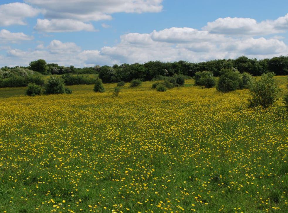 Langdon Meadows, Essex. Bumblebees, butterflies, orchids,
bats and songbirds share these pastures. Plans for a 725-home development on the site near Basildon have been approved