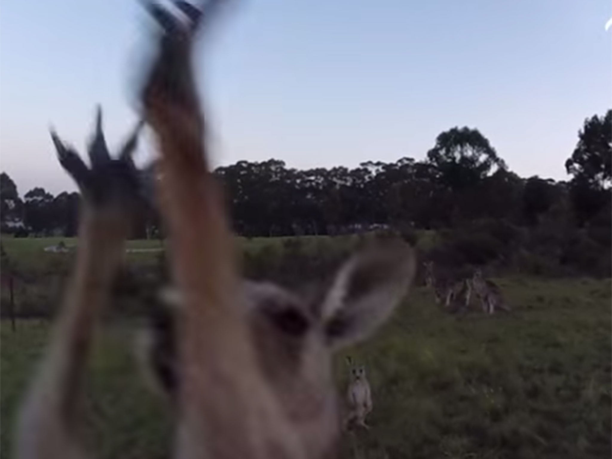 Kangaroo fights drone and wins.