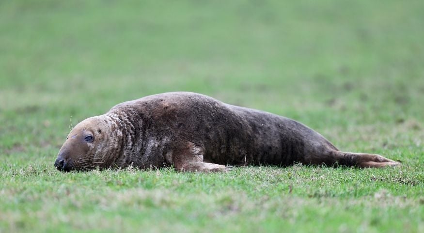 The seal sits in a farmer's field, as marine experts try to find out how it got there and how to rescue it