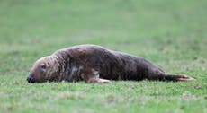 Distressed seal 'safe and well' after rescue operation involving two