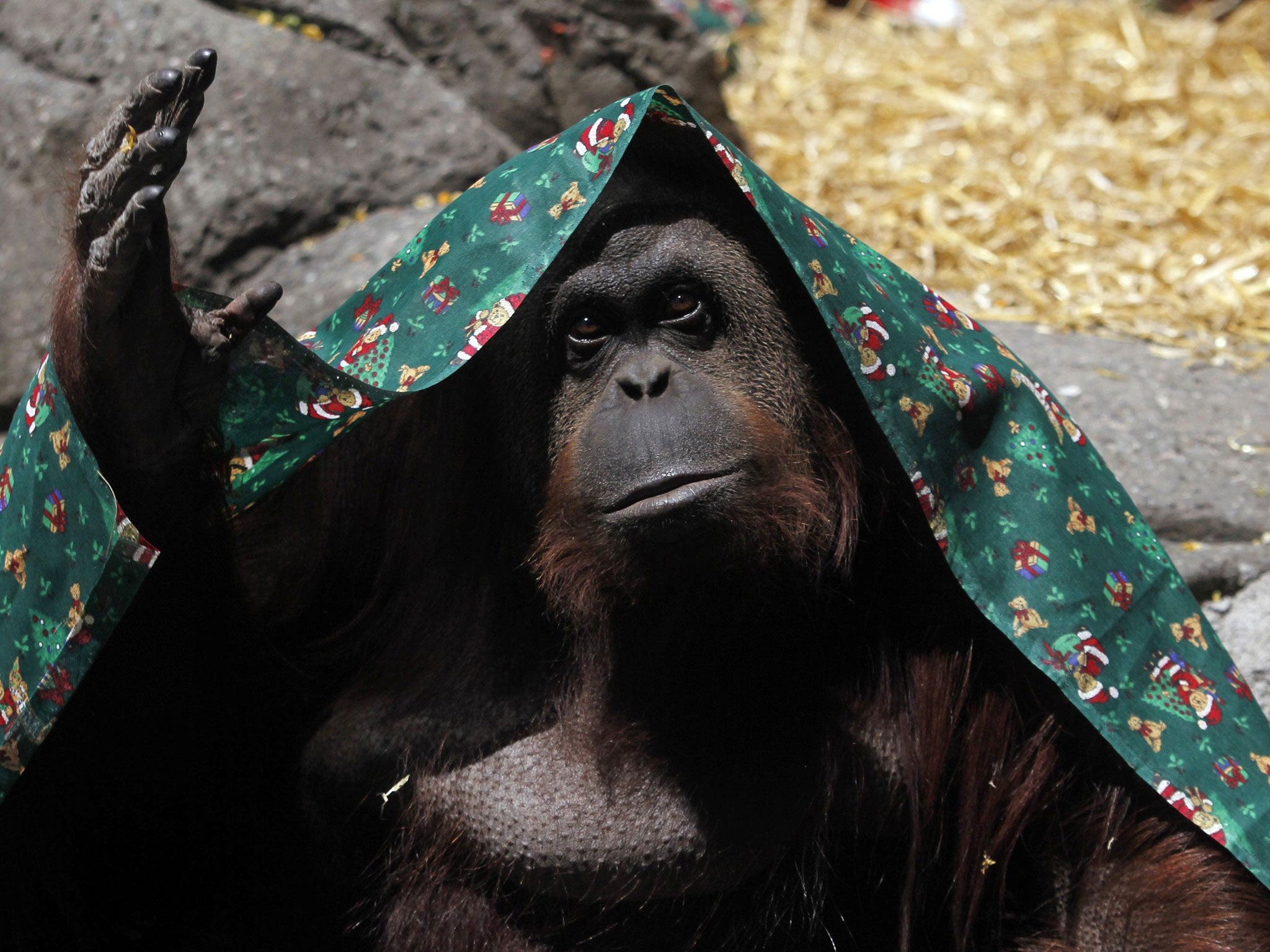 Sandra the orangutan, covered with a blanket, inside her cafe at Buenos Aires' Zoo on December 8, 2010