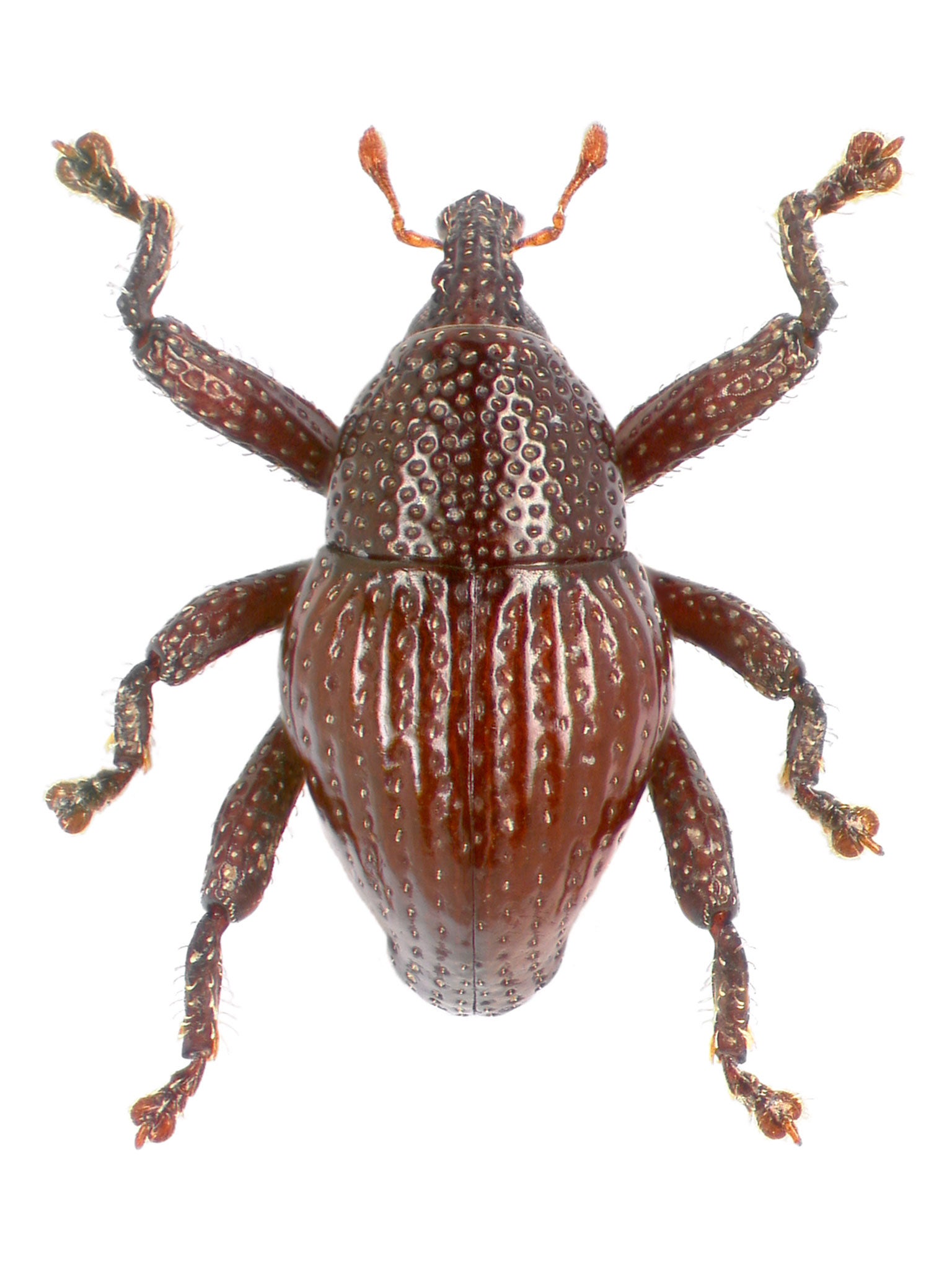 ‘Trigonopterus attenboroughi’, the beetle named after Sir David Attenborough