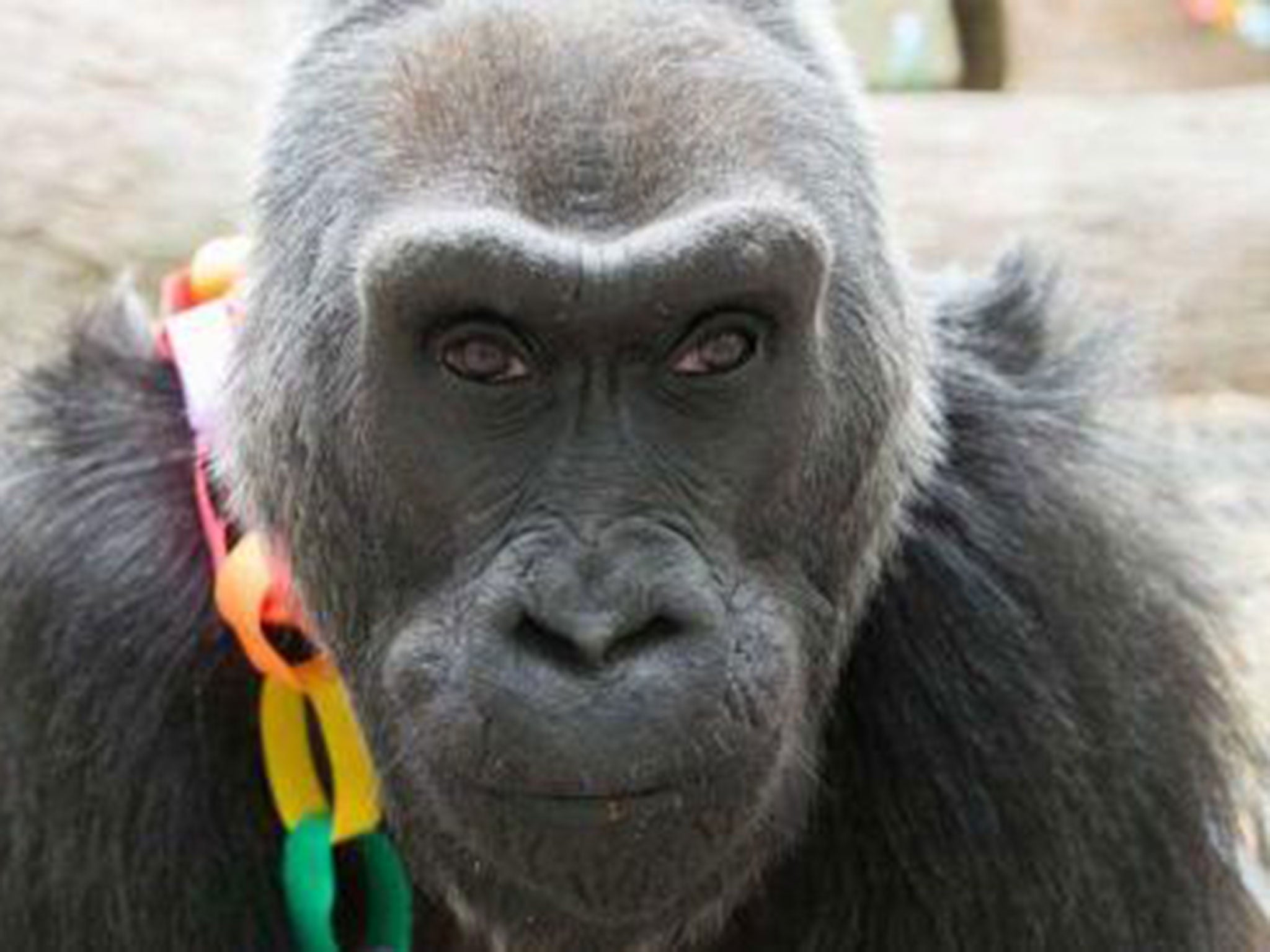 Colo, the world's oldest gorilla turns 58