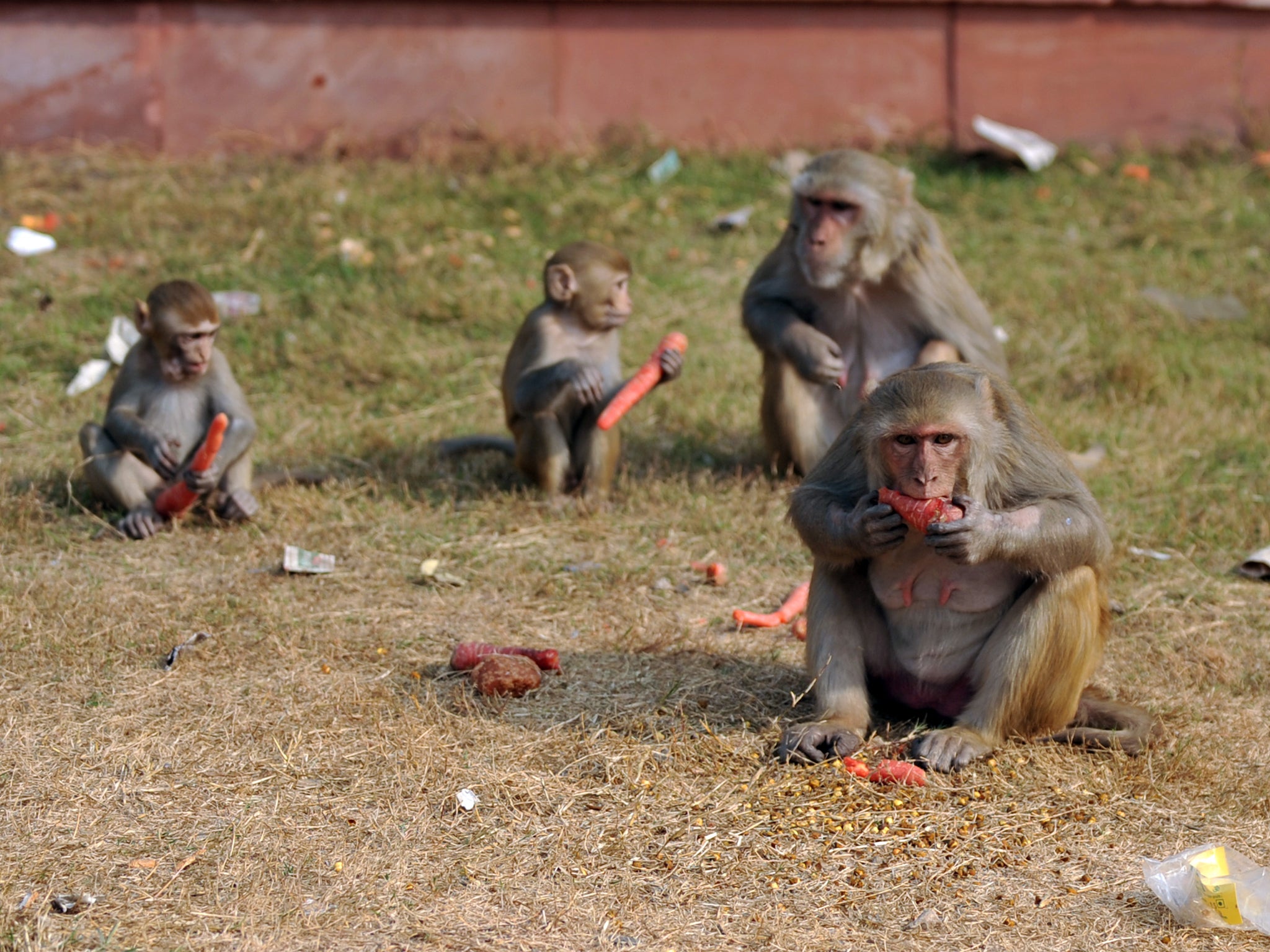 Rhesus macaque monkeys eat carrots in New Delhi on December 22, 2011.